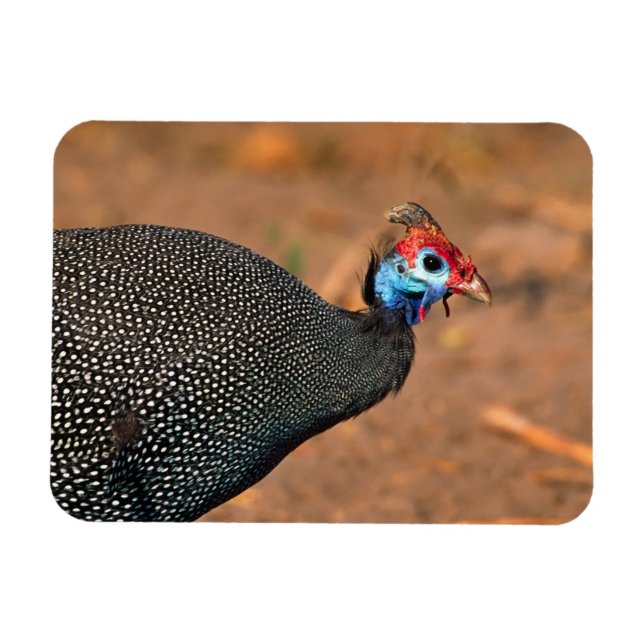 Pannkaks pärlhöna (Numida meleagris). Afrika, Magnet (Horisontell)
