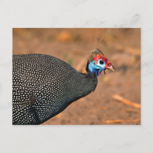 Pannkaks pärlhöna (Numida meleagris). Afrika, Vykort