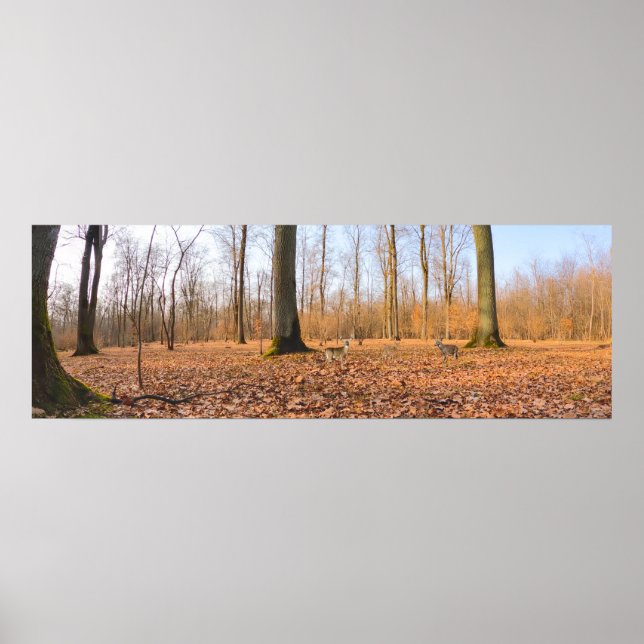 Panorama Poster (Framsidan)