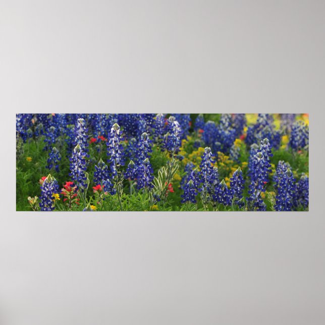 Panoramatisk bläckfiskscen poster (Framsidan)