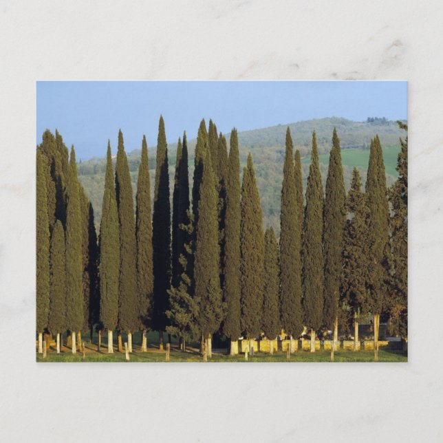 Panoramisk syn på cypress träd nära Siena Vykort (Framsida)