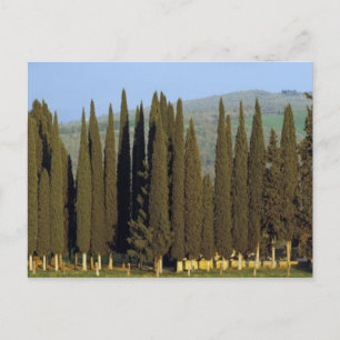 Panoramisk syn på cypress träd nära Siena Vykort