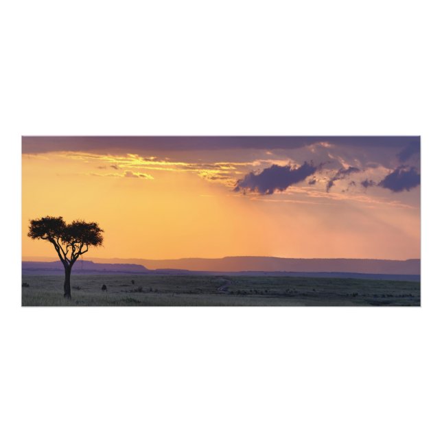 Panoramisk vy av ett akacieträd vid fototryck (Framsidan)