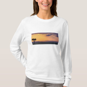 Panoramisk vy av ett akacieträd vid tee shirt