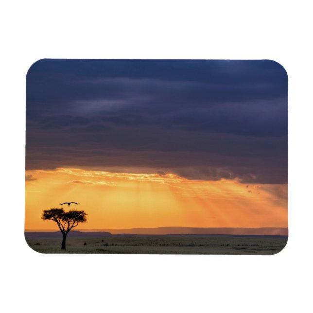 Panoramisk vy av gam och akacieträd magnet (Horisontell)