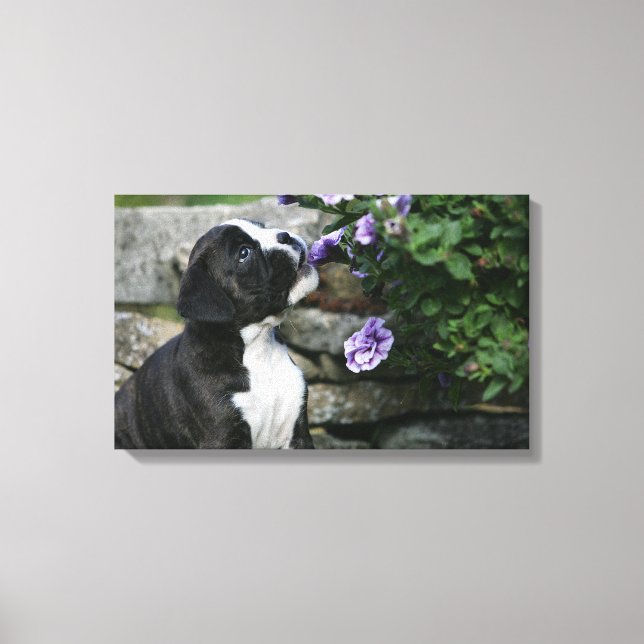 Panorering av Boxer Hund Canvastryck (Framsida)