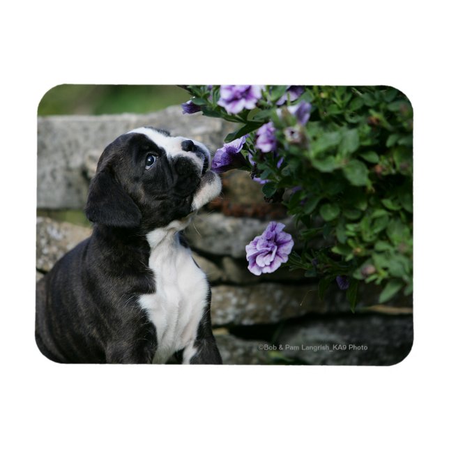 Panorering av Boxer Hund Magnet (Horisontell)
