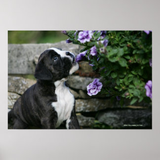 Panorering av Boxer Hund Poster