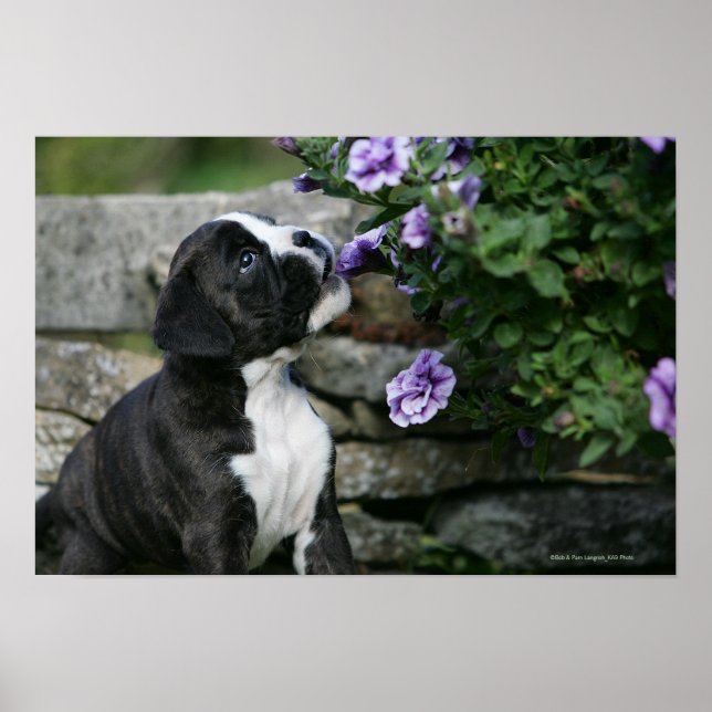Panorering av Boxer Hund Poster (Framsidan)