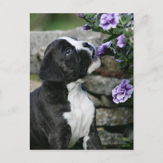 Panorering av Boxer Hund Vykort (Framsida)