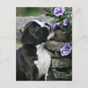 Panorering av Boxer Hund Vykort