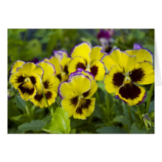 Pansies Card Hälsningskort