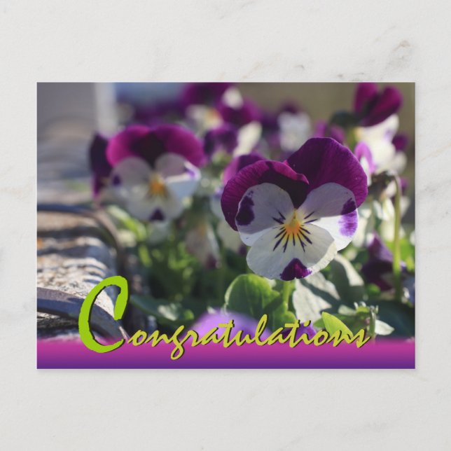 Pansies CC0474 Flower Firande vycard Inbjudan Vykort (Framsida)