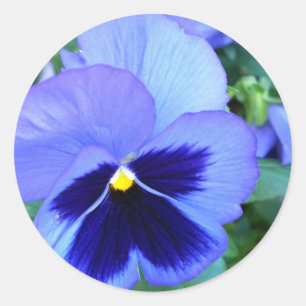 Pansies - CricketDiane fotografisk blom- konst Runt Klistermärke