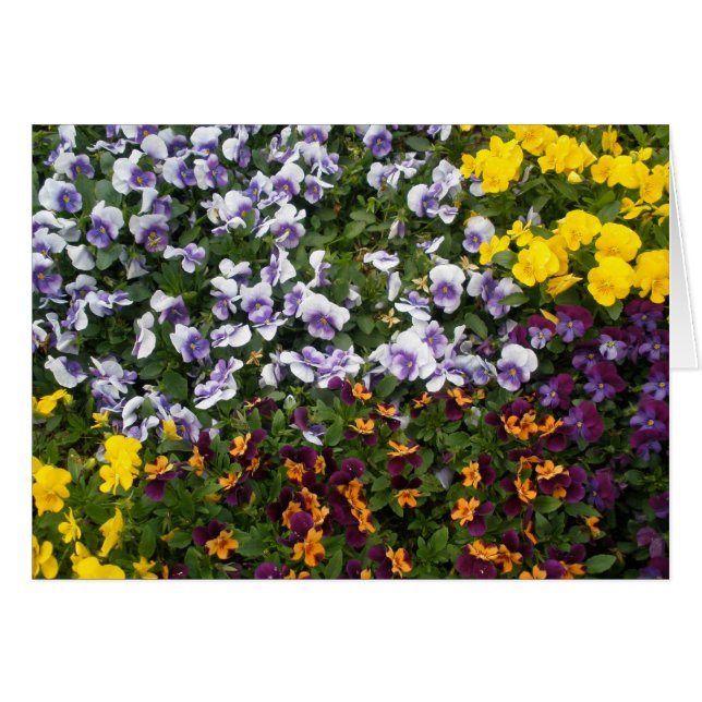 Pansies Hälsningskort (Framsidan Horizontal)