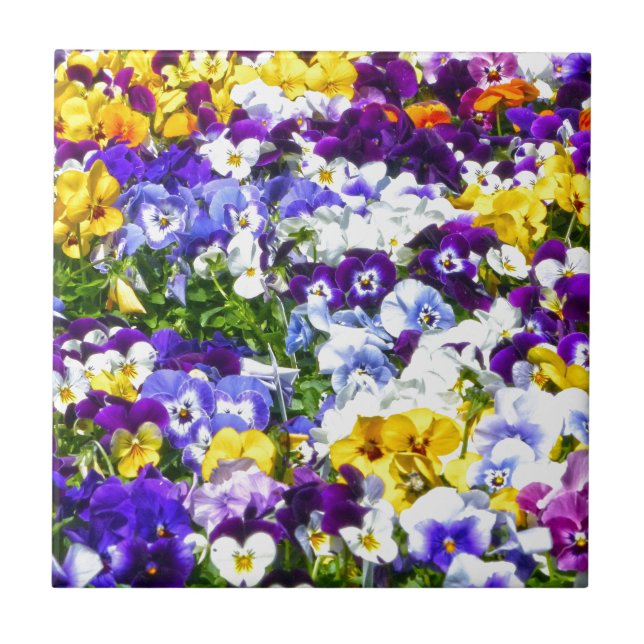 Pansies Kakelplatta (Framsidan)