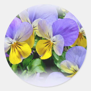 Pansies - Lila asnd Gult Runt Klistermärke
