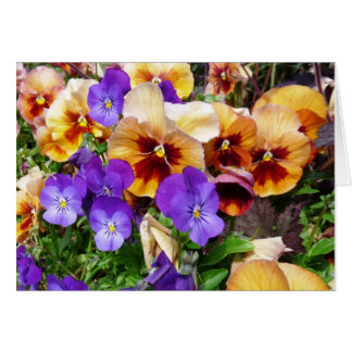 Pansies - lyckligansikten hälsningskort