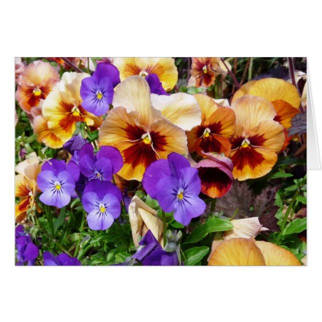 Pansies - lyckligansikten hälsningskort (Framsidan Horizontal)