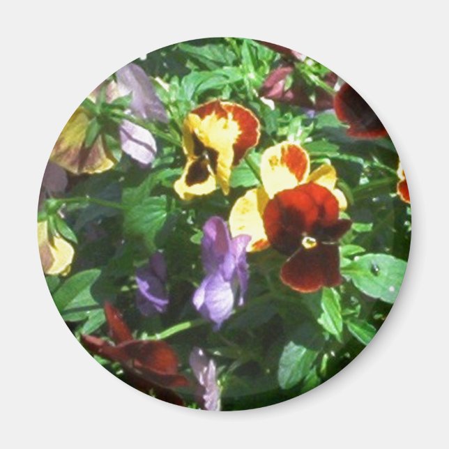 Pansies Magnet (Framsidan)