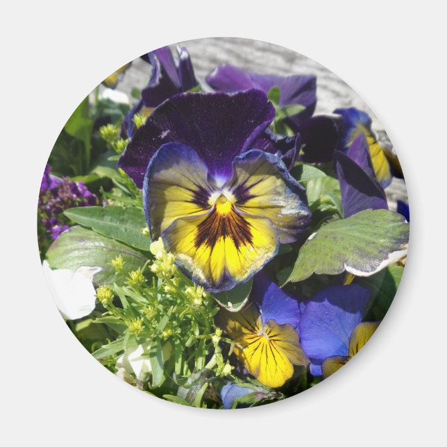 PANSIES! MAGNET (Framsidan)