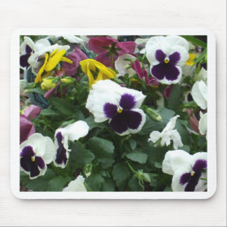 Pansies Musmatta