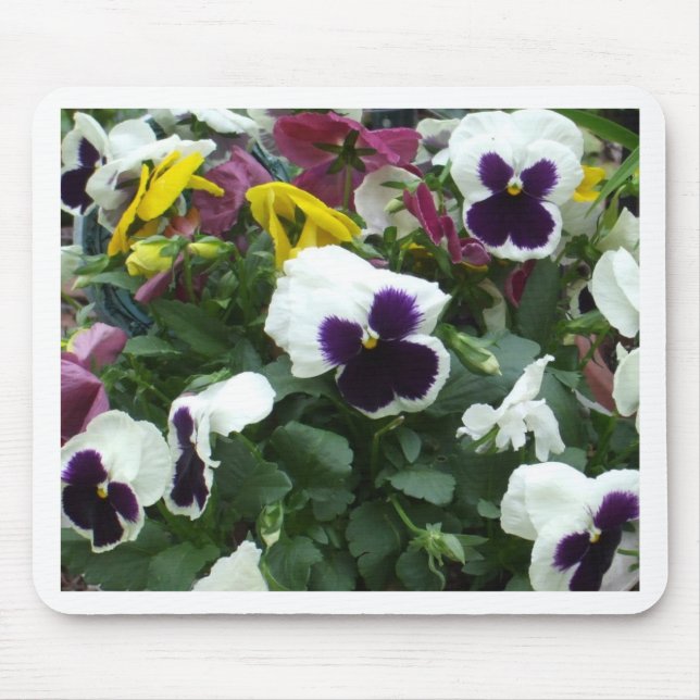 Pansies Musmatta (Framsidan)
