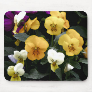 Pansies Musmatta