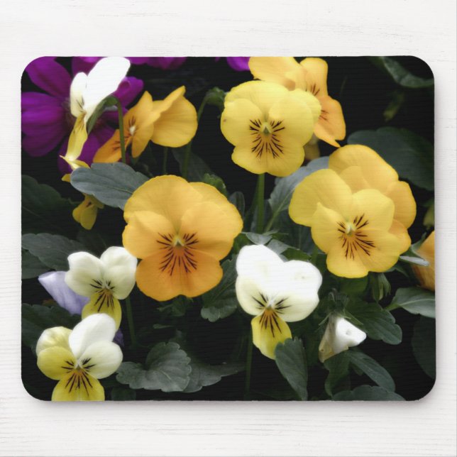 Pansies Musmatta (Framsidan)