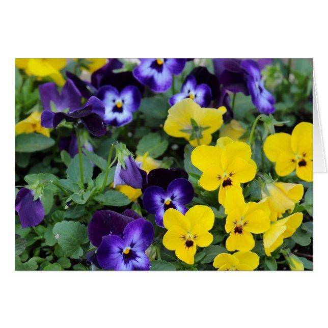 Pansies OBS Kort (Framsidan Horizontal)