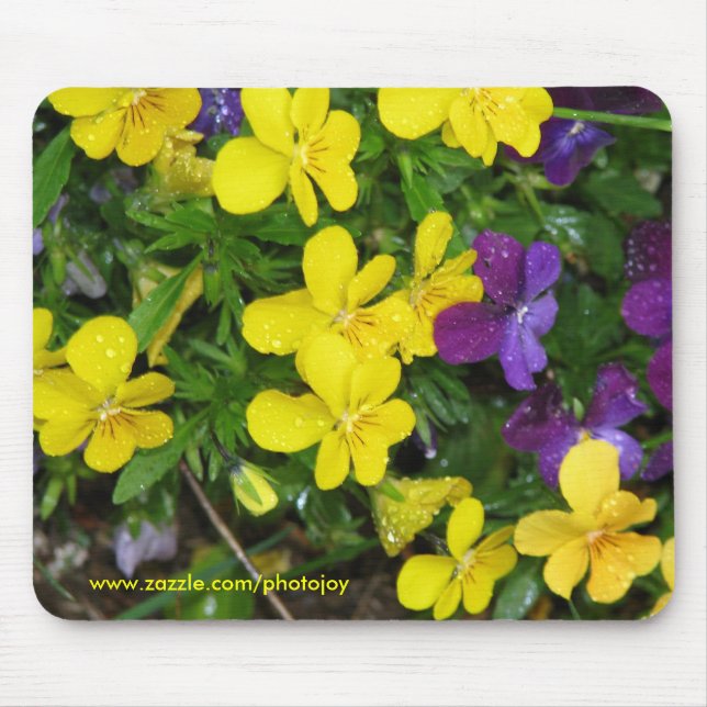 Pansies och regna musmatta (Framsidan)