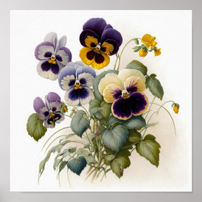 Pansies Pansy Flower Art Print Poster (Framsidan)
