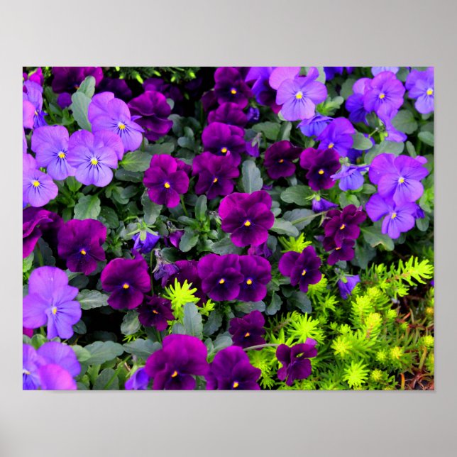 Pansies Poster (Framsidan)