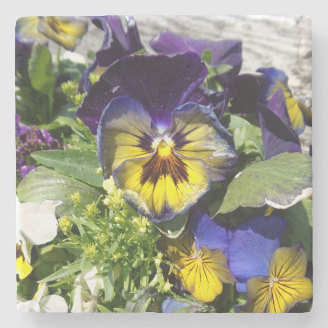 PANSIES! STENUNDERLÄGG (Framsidan)
