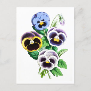 Pansies Vintage Botaniskt vykort
