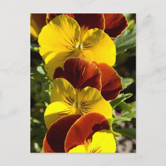 Pansies Vykort (Framsida)