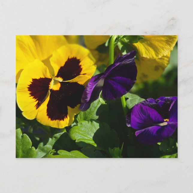 Pansies Vykort (Framsida)