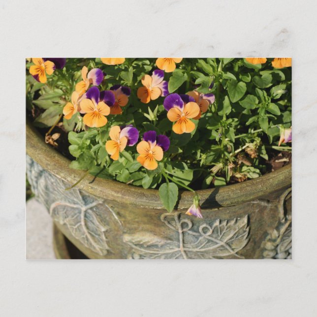Pansies Vykort (Framsida)