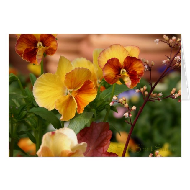 Pansy A-023 Hälsningskort (Framsidan Horizontal)