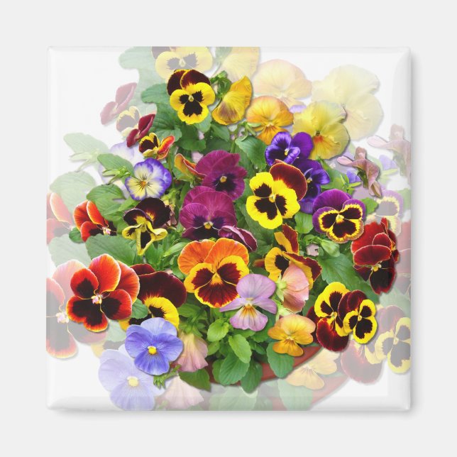 PANSY BEAUTY MAGNET (Framsidan)