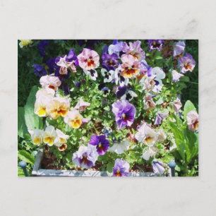 Pansy Bed Vykort
