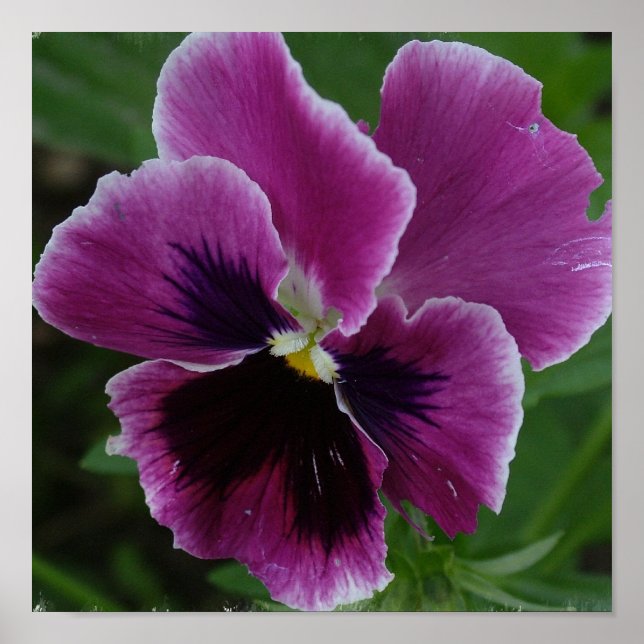 Pansy Bild Photo Print Poster (Framsidan)