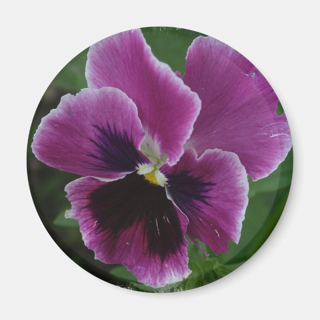 Pansy Bilder Round Magnet (Framsidan)
