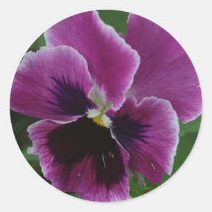 Pansy Bilder Sticker Runt Klistermärke