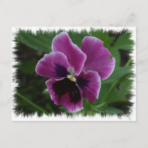 Pansy Bilder vykort