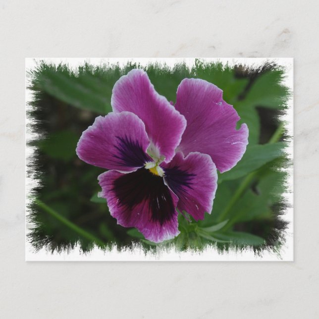 Pansy Bilder vykort (Framsida)