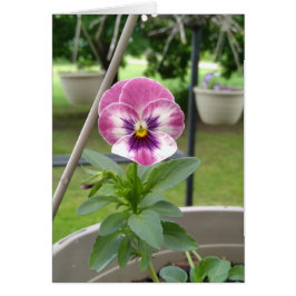 Pansy Blank-kort (Rosa och Lila) Hälsningskort