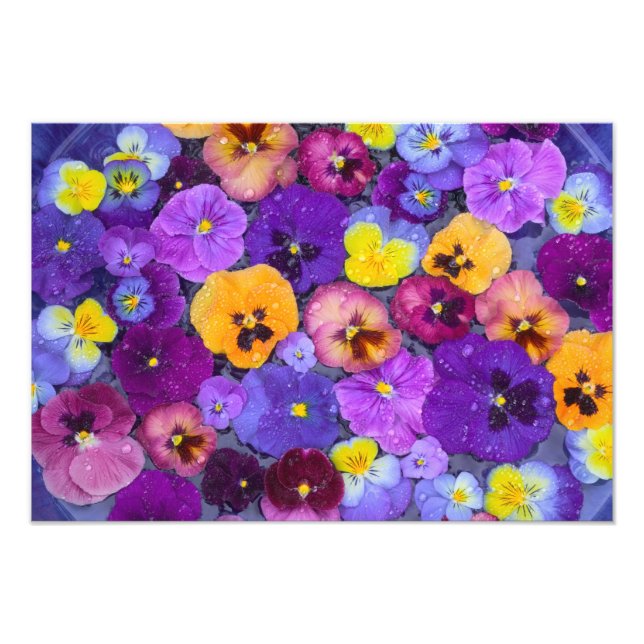 Pansy-blommor flytande i fågelbad med dagg fototryck (Framsidan)