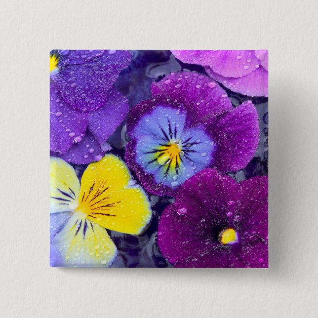 Pansy-blommor flytande i fågelbad med dagg knapp (Framsida)