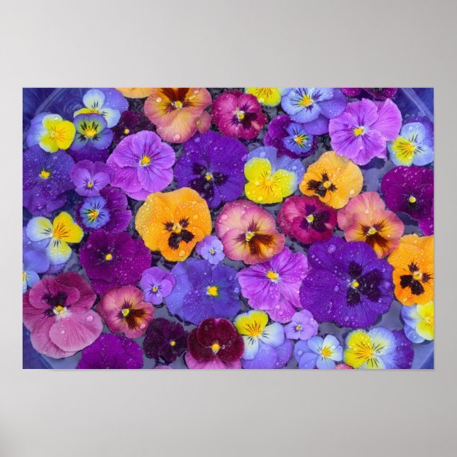 Pansy-blommor flytande i fågelbad med dagg poster (Framsidan)